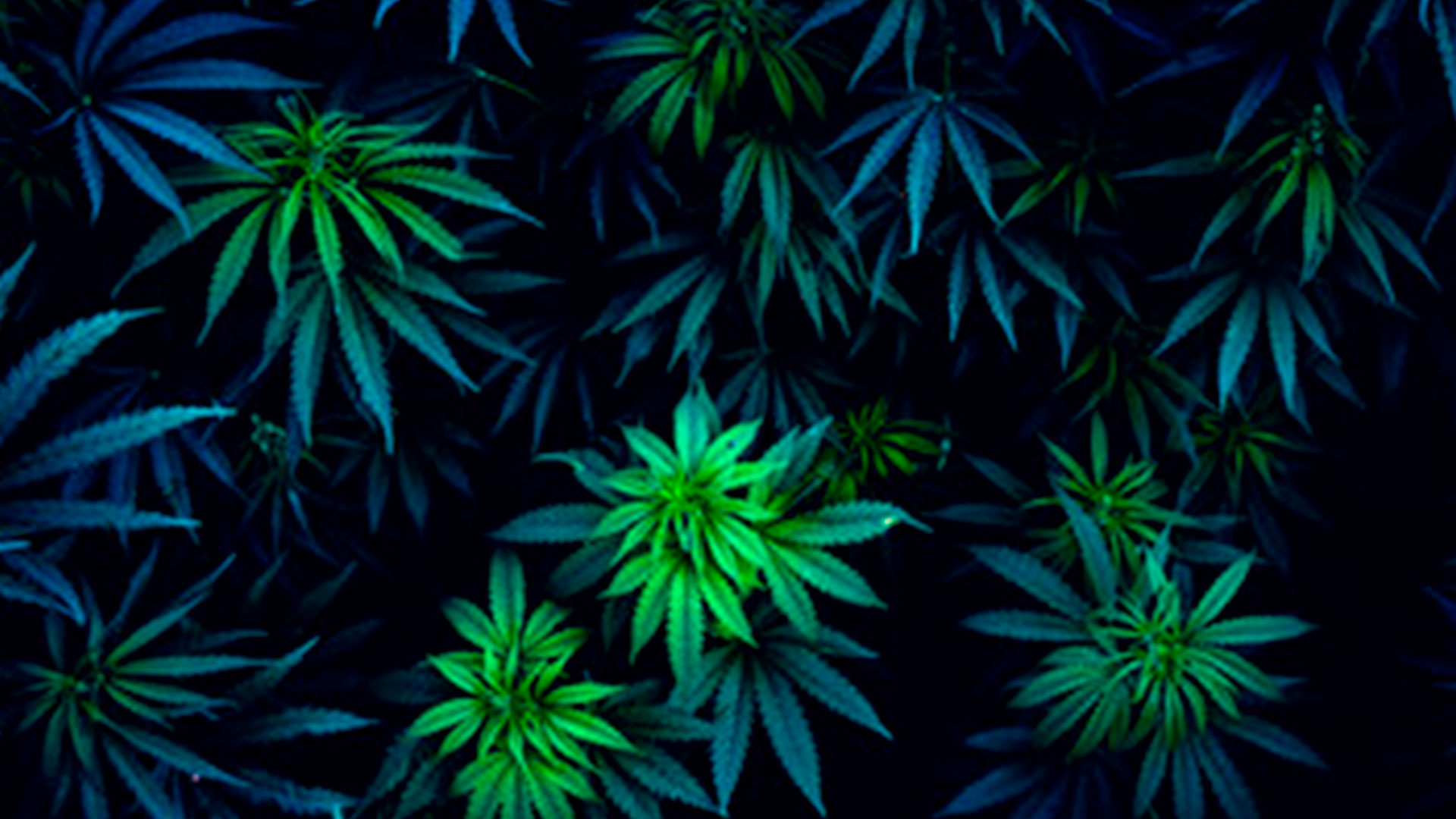 Planta para obtener CBD