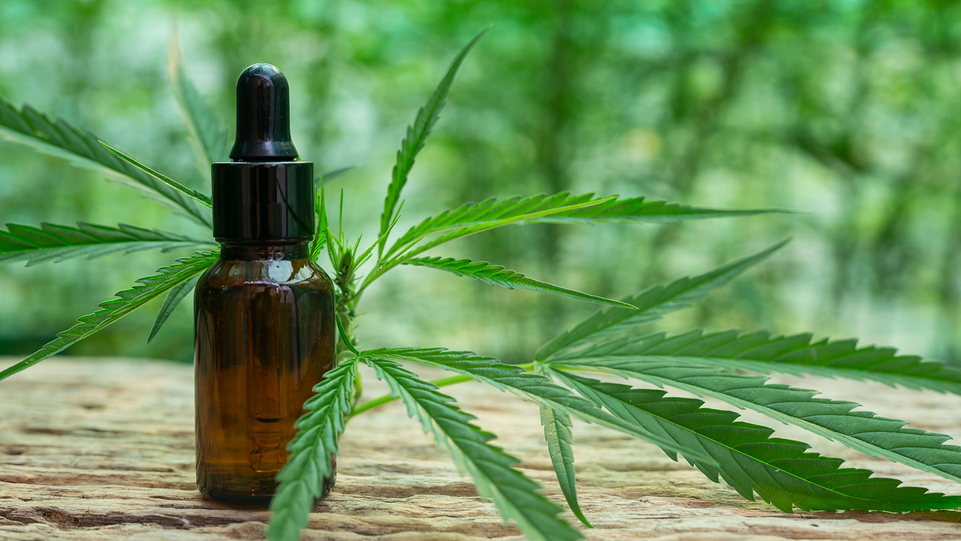 Proyecto Real Decreto para regular Cannabis Medicinal en España