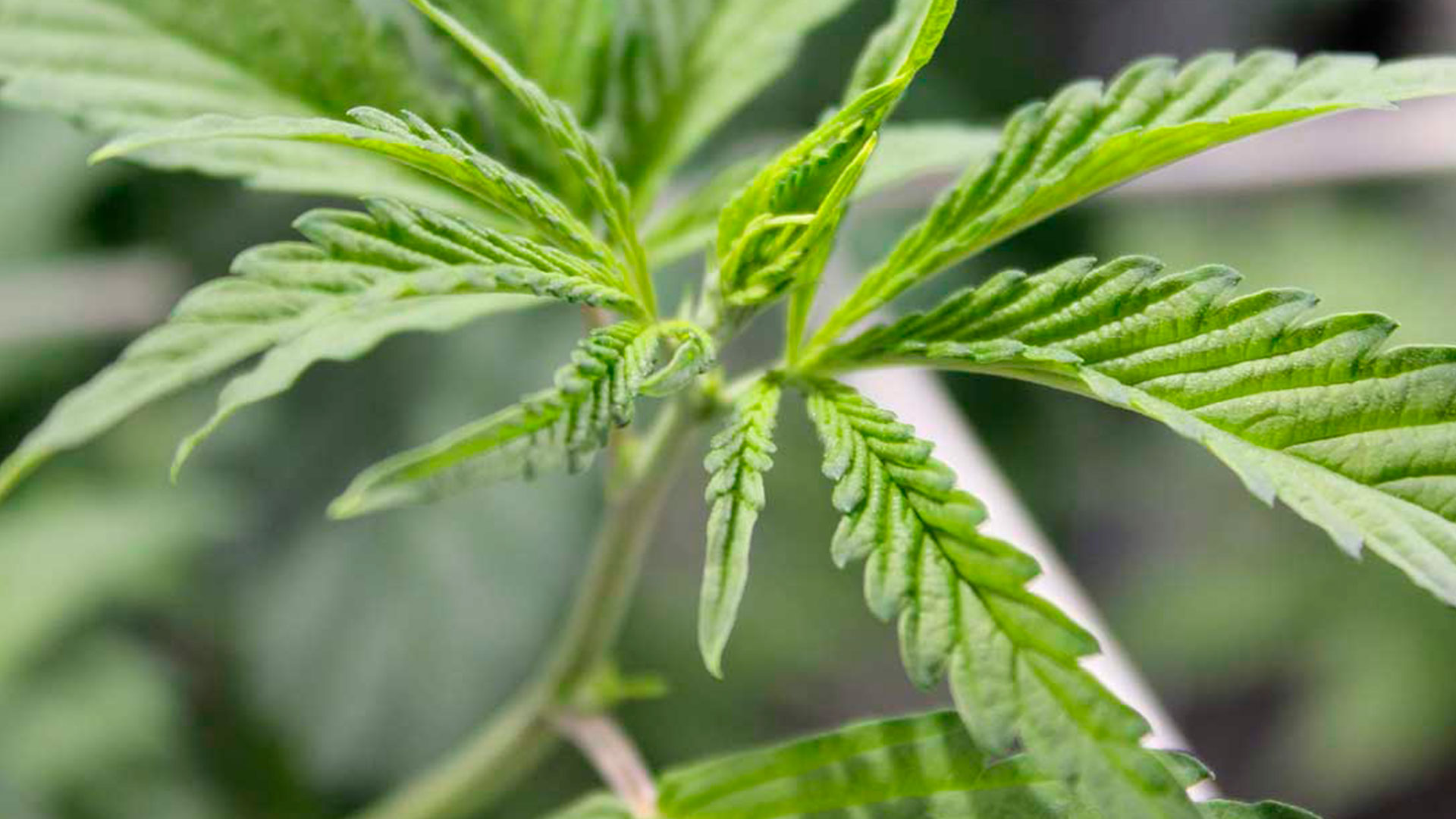 La Comisión Europea abre investigación sobre la prohibición del CBD en Italia