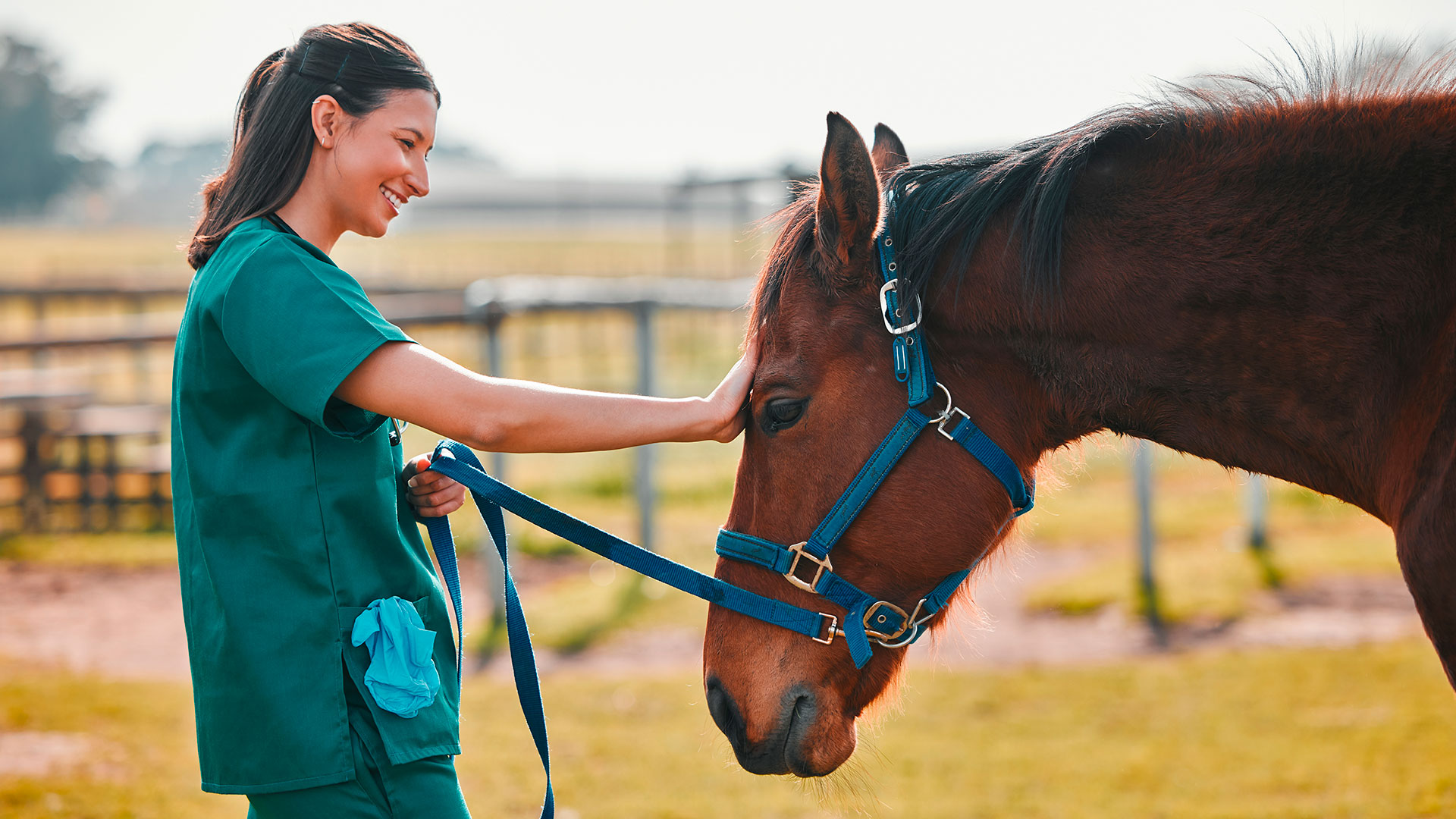 Aplciaciones del CBD en animales para el manejo del dolor