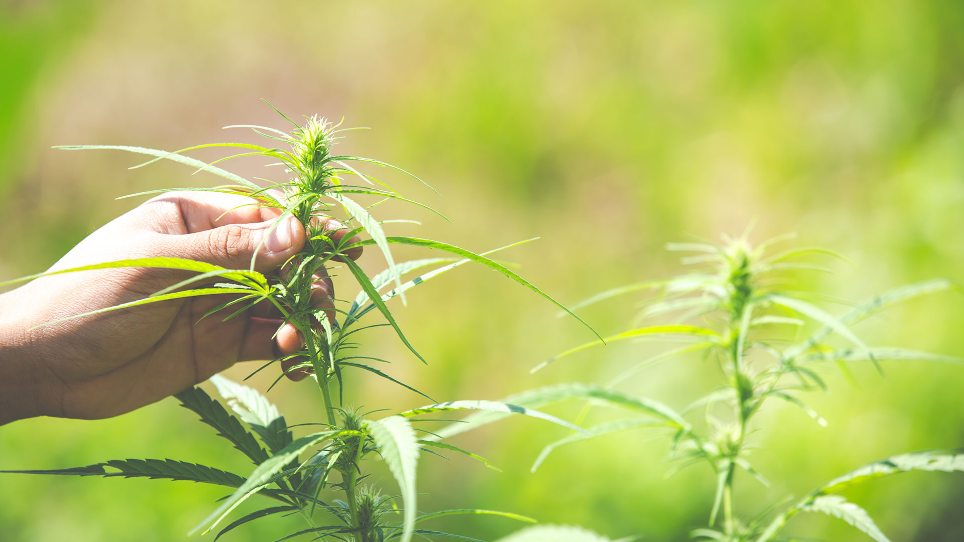 Planta de Producción de Cannabis para uso medicinal