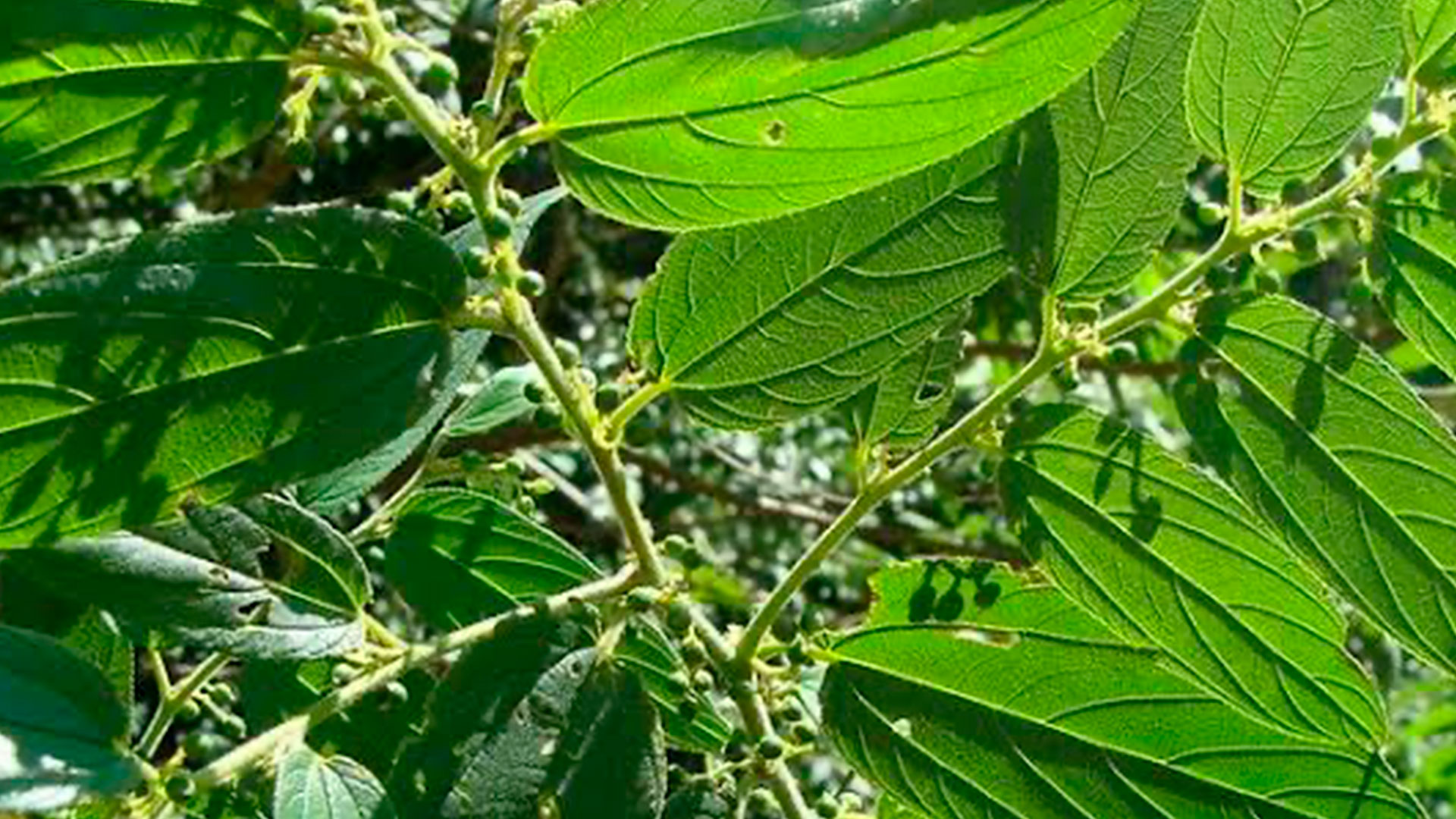 Trema micrantha blume contiene CBD