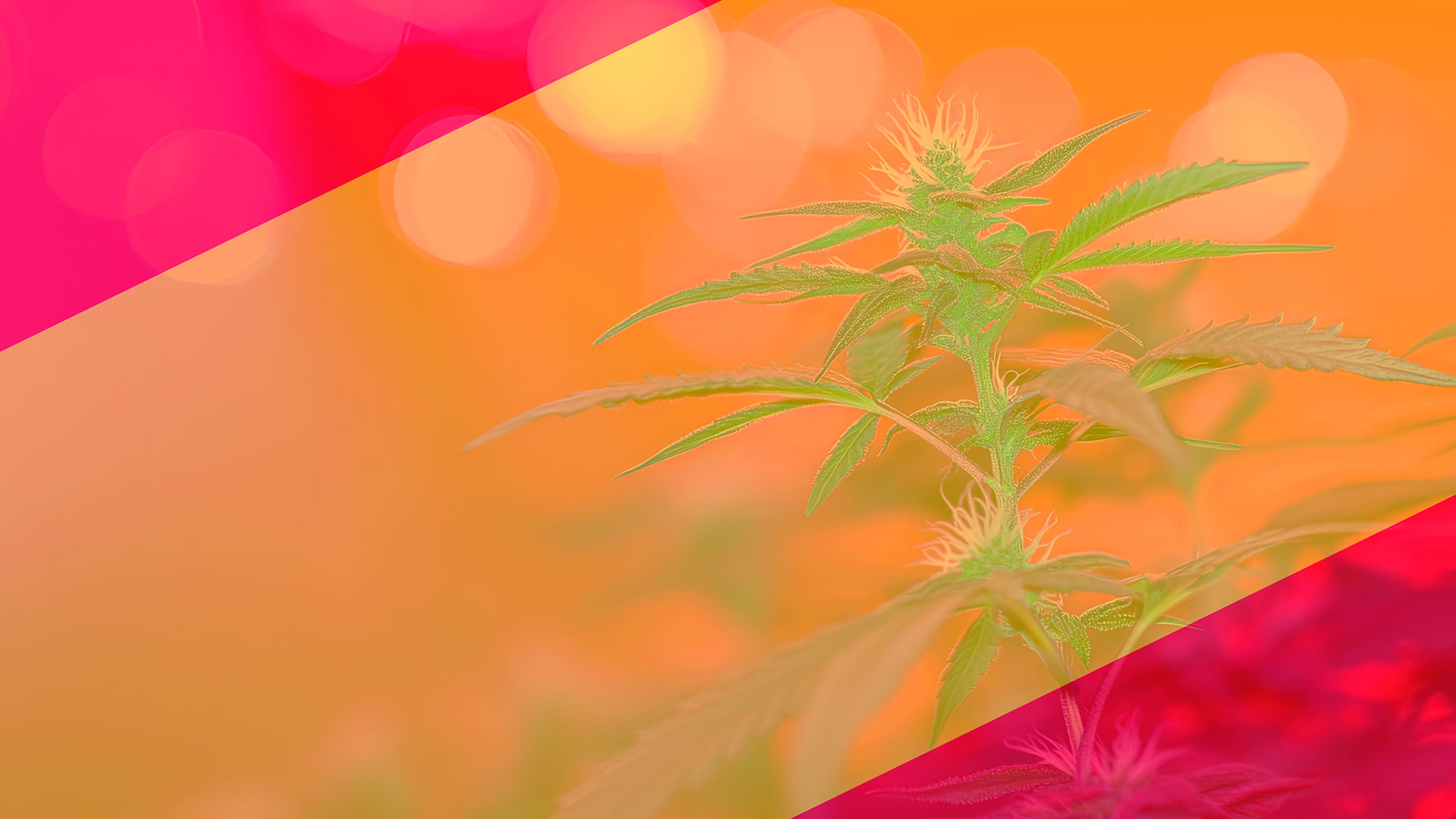 España está a punto de tener regulación para el cannabis medicinal