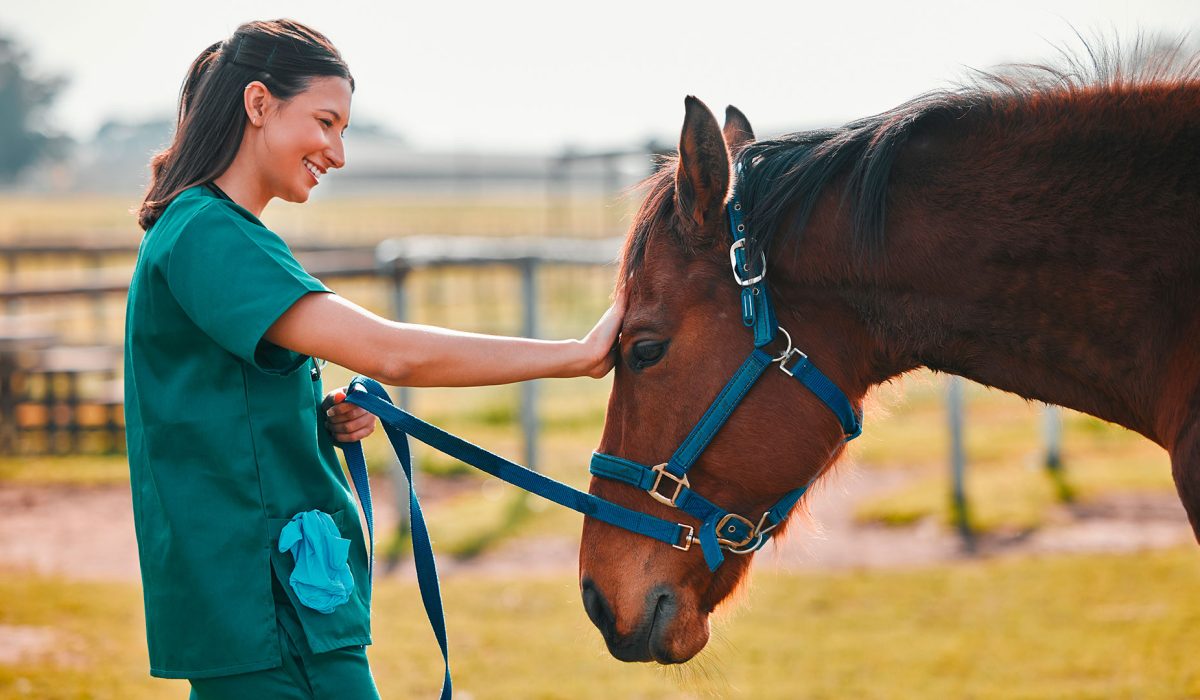 Aplciaciones del CBD en animales para el manejo del dolor